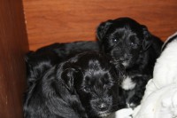 /album/fotogalerie-stenata-puppies1/img-0330-jpg/