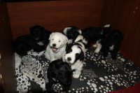 /album/fotogalerie-stenata-puppies1/img-0327-jpg/