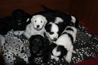 /album/fotogalerie-stenata-puppies1/img-0325-jpg/