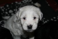 /album/fotogalerie-stenata-puppies1/img-0322-jpg/