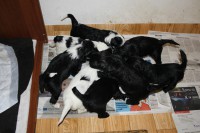 /album/fotogalerie-stenata-puppies1/img-0306-jpg/