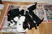 /album/fotogalerie-stenata-puppies1/img-0287-jpg/