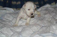 /album/fotogalerie-stenata-puppies1/img-0243-jpg/