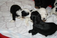 /album/fotogalerie-stenata-puppies1/img-0234-jpg/