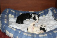 /album/fotogalerie-stenata-puppies1/img-0225-jpg/