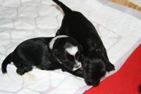 /album/fotogalerie-stenata-puppies1/img-0218-jpg/
