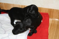 /album/fotogalerie-stenata-puppies1/img-0216-jpg/