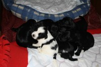 /album/fotogalerie-stenata-puppies1/img-0199-jpg/