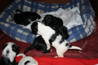 /album/fotogalerie-stenata-puppies1/img-0173-jpg/