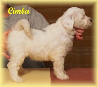 /album/fotogalerie-stenata-puppies1/a14937453-1313501342022859-5250888779411126213-n-jpg/