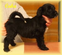 /album/fotogalerie-stenata-puppies1/a14962564-1313501035356223-8444471342763060751-n-jpg/