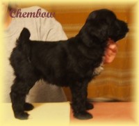 /album/fotogalerie-stenata-puppies1/a14962750-1313501518689508-4481749720452913111-n-jpg/