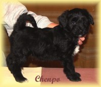 /album/fotogalerie-stenata-puppies1/a14991997-1313501062022887-4573071659780734027-n-jpg/