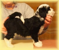 /album/fotogalerie-stenata-puppies1/a15027755-1313501448689515-2181832971426329423-n-jpg/