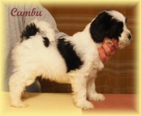 /album/fotogalerie-stenata-puppies1/a15032192-1313501042022889-3838353437239095038-n-jpg/