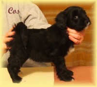 /album/fotogalerie-stenata-puppies1/a15032268-1313501352022858-957833415185760095-n-jpg/