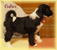 /album/fotogalerie-stenata-puppies1/a15055613-1313501365356190-5430933447886592823-n-jpg/