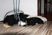 /album/fotogalerie-stenata-puppies1/img-0627-jpg/