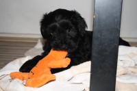 /album/fotogalerie-stenata-puppies1/img-0624-jpg/