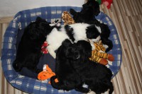 /album/fotogalerie-stenata-puppies1/img-0588-jpg/