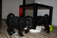 /album/fotogalerie-stenata-puppies1/img-0583-jpg/