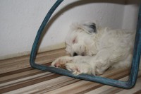 /album/fotogalerie-stenata-puppies1/img-0535-jpg/