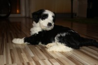 /album/fotogalerie-stenata-puppies1/img-0533-jpg/