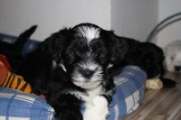 /album/fotogalerie-stenata-puppies1/img-0528-jpg/