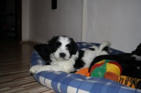 /album/fotogalerie-stenata-puppies1/img-0523-jpg/