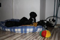 /album/fotogalerie-stenata-puppies1/img-0512-jpg/