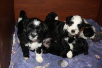 /album/fotogalerie-stenata-puppies1/img-0356-jpg/