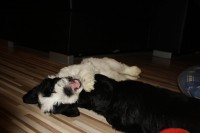 /album/fotogalerie-stenata-puppies1/img-0574-jpg/