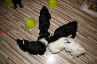 /album/fotogalerie-stenata-puppies1/img-0617-jpg/