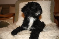 /album/fotogalerie-stenata-puppies1/img-0987-jpg/