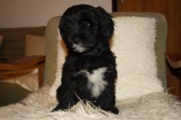 /album/fotogalerie-stenata-puppies1/img-0963-jpg/