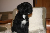 /album/fotogalerie-stenata-puppies1/img-0943-jpg/