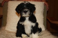 /album/fotogalerie-stenata-puppies1/img-0793-jpg/