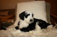 /album/fotogalerie-stenata-puppies1/img-0711-jpg/