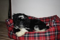 /album/fotogalerie-stenata-puppies1/img-1222-jpg/