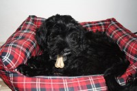 /album/fotogalerie-stenata-puppies1/img-1211-jpg/