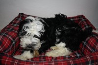 /album/fotogalerie-stenata-puppies1/img-1218-jpg1/