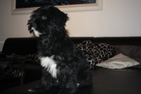 /album/fotogalerie-stenata-puppies1/img-1067-jpg/