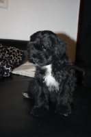 /album/fotogalerie-stenata-puppies1/img-1068-jpg/