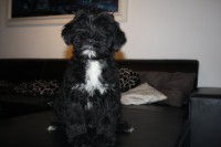 /album/fotogalerie-stenata-puppies1/img-1075-jpg1/