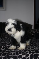 /album/fotogalerie-stenata-puppies1/img-1095-jpg/