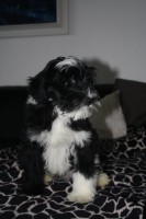 /album/fotogalerie-stenata-puppies1/img-1099-jpg1/