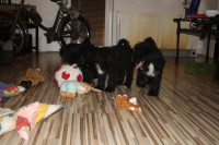 /album/fotogalerie-stenata-puppies1/img-1063-jpg/