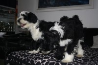 /album/fotogalerie-stenata-puppies1/img-1134-jpg/