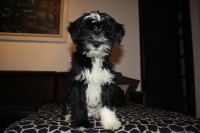 /album/fotogalerie-stenata-puppies1/img-1200-jpg/