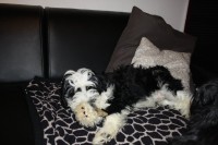 /album/fotogalerie-stenata-puppies1/img-1236-jpg/